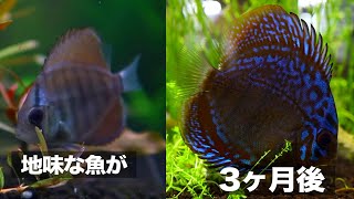 3ヶ月でまるで別人（魚）ディスカスの驚異の成長にうっとり【アクアリウム】【熱帯魚】