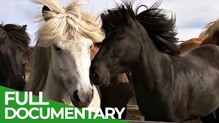 Iceland - Home of Europe's Strongest Horses | Free Documentary Nature