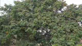 Lebbeck tree शिरिस का पेड़ | आयुर्वेदिक दवाइयां वाले पेड़ पौधों की खोज #आयुर्वेदिक