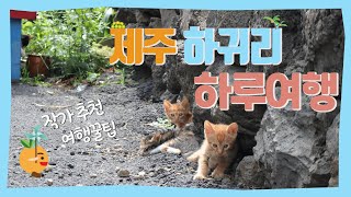 애월 여행의 시작은 하귀에서 🌊 도민이 찜한 제주도 여행 하루코스