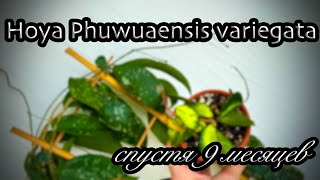 Hoya Phuwuaensis variegata спустя 9 месяцев