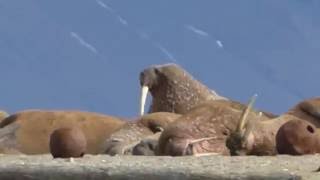 Walruses in Svalbard