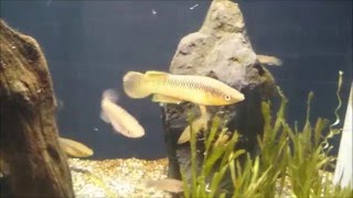 【美しい】神秘的な熱帯魚水槽②（パキパンチャクス プレイフェアリ）Tropical fish aquarium