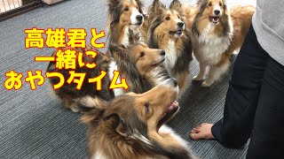 【シェルティ】高雄と一緒におやつタイム【また遊びに来てね】