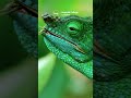 RARE Parson's Chameleons Born | Twig Science Reporter #shorts