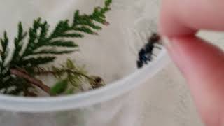 handfeeding a pet jumping spider (bold jumper, phidippus audax)