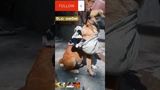 Dog mind voice#ytshortsvideo #safety #comedyfilms #animals #funny #funnycomedy #