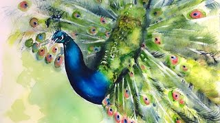 Watercolor Peacock Painting Demonstration