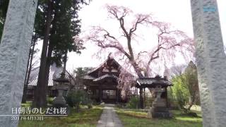 ≪上越妙高百景≫高田寺町の名桜　日朝寺のしだれ桜