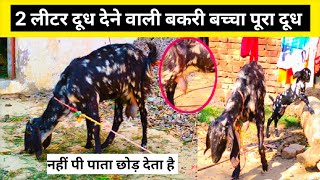 2 लीटर दूध देने वाली बकरी | कम दूध देने के नुकसान | 2 litar doodh dene vali bakari kam dudh dene ke