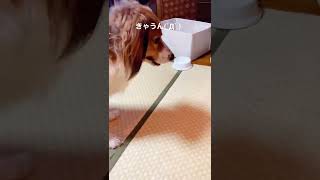 もう私の物よ！と威嚇する💢動物あるある #shorts  #dog