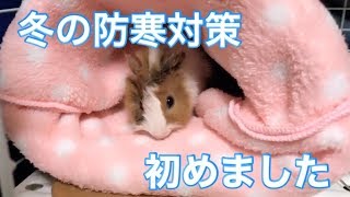 モルモット飼育日記5日目 / 冬の防寒対策初めました🐹