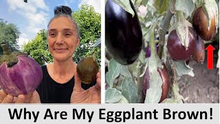 Why Are My Eggplant Turning Brown? Backyard Garden Problems \u0026 How to Fix It | Summer Gardening Tips