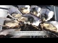 Bruny Island Tours - Bruny Island Safaris