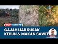 Gajah Liar Buat Warga Resah, Masuk dan Rusak Kebun Sawit Milik Petani di Musi Rawas Utara