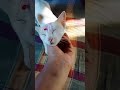 mona khub ghum pache cat cute funny video