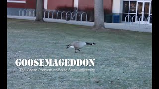Goosemageddon - A Boise State Goose Documentary