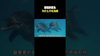 海洋里的鲨鱼为什么会怕海豚