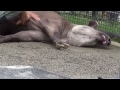 ブラッシングしてもらうブラジルバク brazilian tapir@kyoto city zoo