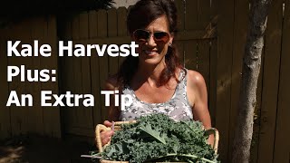 Kale Harvest Plus an Extra Tip!