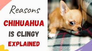 Why is My Chihuahua So Clingy: Explained With Reasons \u0026 How To stop your Chihuahua from being Clingy