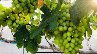 Spray to grow grapes that are two and a half months old.