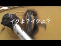 【泣こよか】なんかの亀裂溶接 02 【ひっ翔べ！】