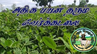 அதிக பயன் தரும் வேர்க்கடலை | fully useable peanuts plants