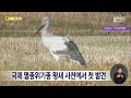 국제 멸종위기종 황새 사천에서 첫 발견 2023.11.27 뉴스데스크 mbc경남