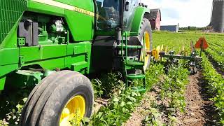 Row Cultivating Soybeans, 3rd Pass