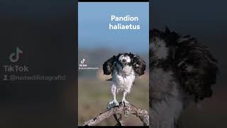 Shorts Pandion haliaetus