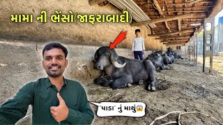 મામા ની સુંદર “જાફરાબાદી” ભેંસો😇। ખુબ રૂપાળો પાડો😅