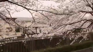 【車窓からの映像】町田さくらまつり 2016 @ 恩田川城山公園付近