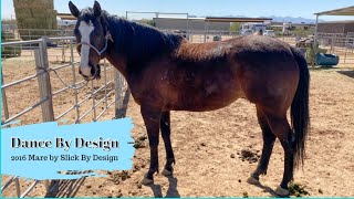 Dance By Design - 8yo mare by Slick By Design