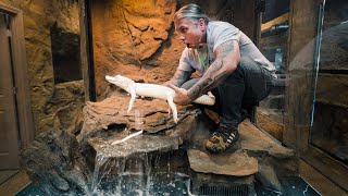 ALBINO ALLIGATOR GETS HUGE NEW HOME AT MY RETILE ZOO!! | BRIAN BARCZYK