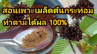 วิธีเพาะปลูกเมล็ดกระท่อมต้องทำยังไง มีอะไรบ้าง ทำตามได้ง่ายๆติด100%