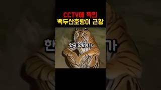 cctv에 잡힌 백두산 호랑이 최근 모습