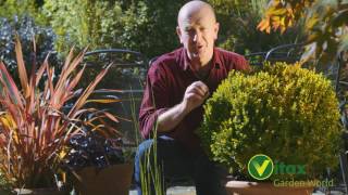 Caring for Buxus