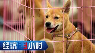 《经济半小时》宠物经济里的黑市 20190729 | CCTV财经