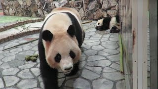 帰る時間が近づいてソワソワ。。良浜結浜、親子一緒に帰っていく♪ Giant Panda Rauhin \u0026 Yuihin♪