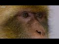 infant macaque kidnapped 4k uhd seven worlds one planet bbc earth