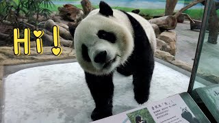 圓寶模豆嘴角叼著小竹葉上冰床走台步,開短暫粉絲見面會 |Giant Panda Yuan Bao walking on the ice,圆宝,貓熊,大貓熊,大熊貓