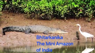 Bhitarkanika:The Mini Amazon of India. Short Documentary on Mangrove Forest and Saltwater Crocodile.