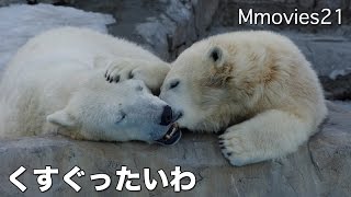 Parental affection Polar Bears ホッキョクグマ親子のかわいい寝相