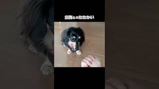 耐えられなくて鼻でツンツンする犬【かわいい犬】【ミニチュアダックスフンド】#shorts