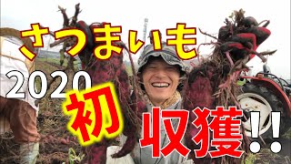 【2020年さつまいも収穫風景#6】べにはるか、初収獲！！