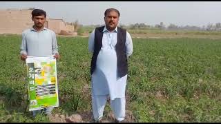 Orgevit (Swat agro chemicals) farmer review