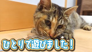 ダンボールに入れられて捨てられた子猫結構遊ぶようになりました【保護猫】