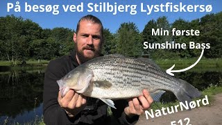 FISKERI EFTER SUNSHINE BASS OG GULDØRRED