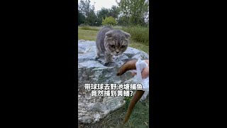 带球球去野池塘捕鱼，竟然捕到黄鳝！ #招财猫 #年轻人养宠图鉴